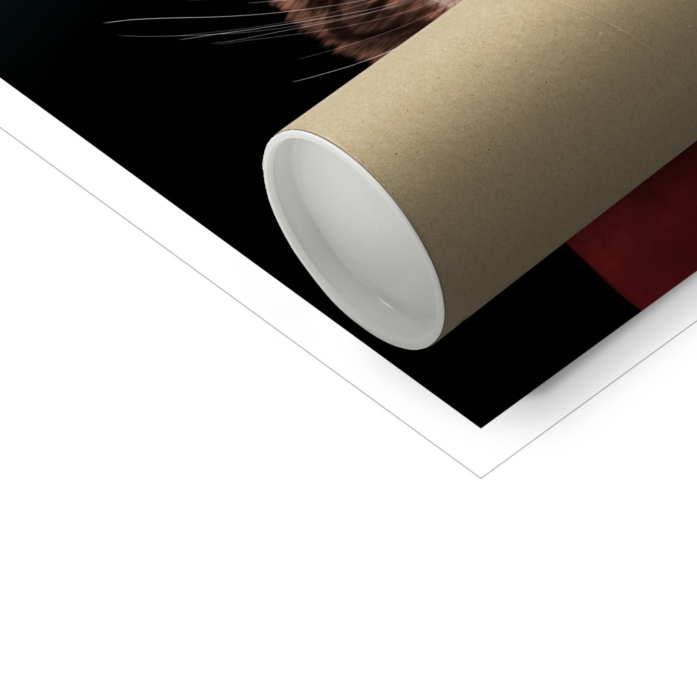Cool Cat - Art Print