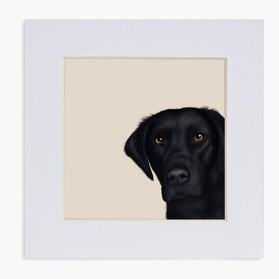 Peeping Black Labrador Mounted Print