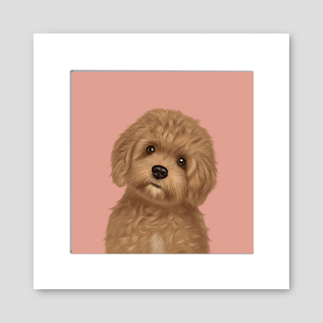 Cavapoo Mounted Print