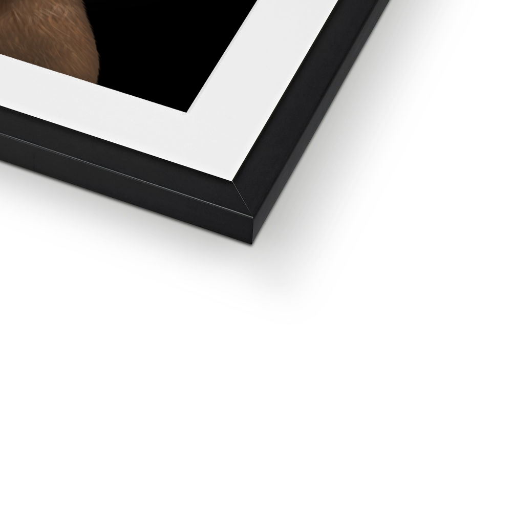 Border Terrier Framed Print