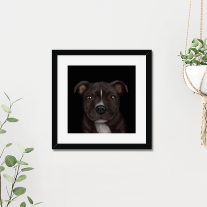 Staffordshire Bull Terrier Framed Print